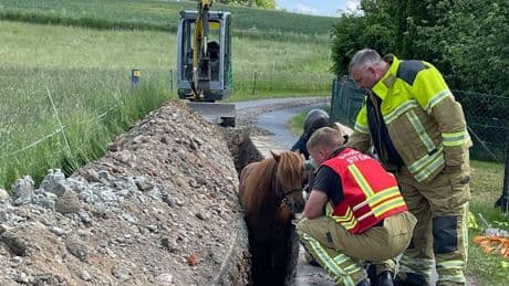 Tier steckt fest: Feuerwehr rettet Islandpony aus Graben