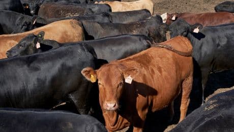 Mad cow disease confirmed on Essex farm