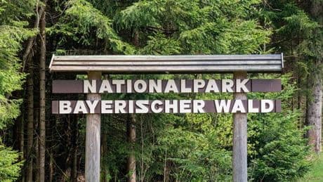 Nationalpark: Rothirsche aus Tier-Freigelände entlaufen