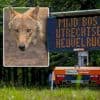 In dit geval mogen Nederlandse jagers ‘probleemwolf’ Bram doodschieten
