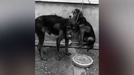 Bunun adı insanlık ayıbı: Araç arkasında sürüklenen 2 köpek, aylar sürecek tedaviye alındı