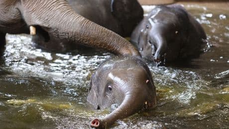 Tiere: Zoo Leipzig gibt zwei Elefanten an Tierpark Hellabrunn ab