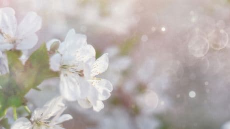 The best natural ways to help manage allergies this spring