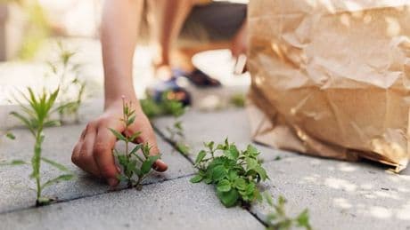 'Magic' weed killer works in 48 hours with 'success on cracks in paving'