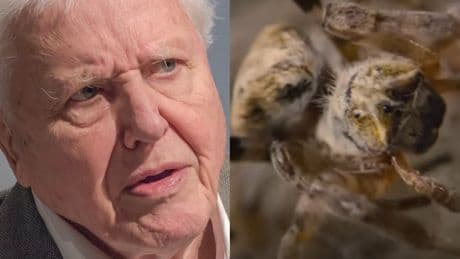 David Attenborough left ‘horrified’ while narrating gruesome spider footage in new series