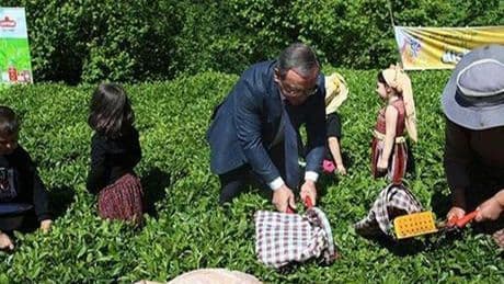 Artvin'de geleneksel çay hasadı etkinliği düzenlendi