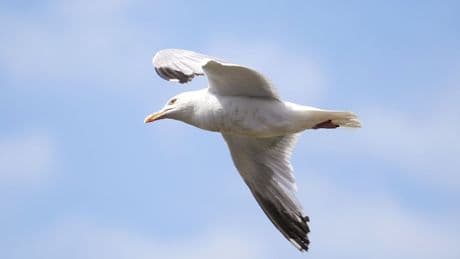 Calls for Scotland-wide seagull summit amid warnings someone could be killed