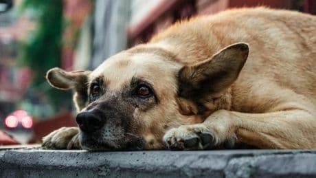 Korkunç iddia: Barınakta köpek boğularak öldürüldü