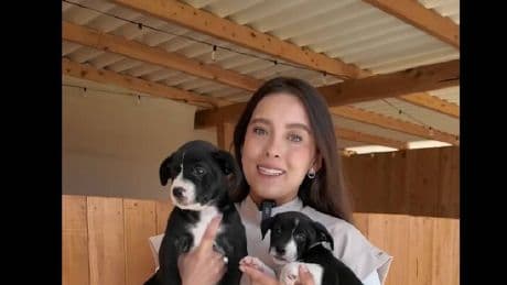 Laura Londoño, veterinaria: “Esta es la mejor edad en nuestros cachorros para que se habitúen a nuevos alimentos”