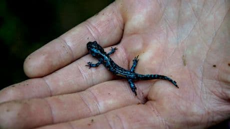 How Vermont Rallied To Save Tiny Salamanders From Being Roadkill