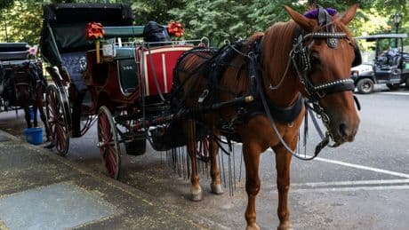Ignore the blowhard activists— keep horse carriages in Central Park