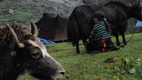 Au Bhoutan, les yaks en péril au pays du bonheur