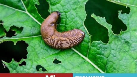 Households urged to pour 39p drink onto gardens immediately to repel slugs