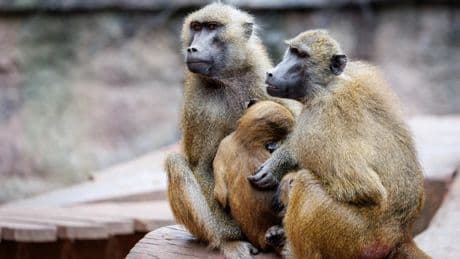 Nürnberg: Tiergarten: Müssen Tötung von Pavianen jetzt vorbereiten