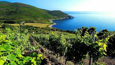 Vins de Corse : notre sélection de l’été 2025