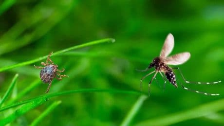 Stiftung Warentest: Kurzer Schutz, teuer – Es überzeugt nur ein Insektenschutz