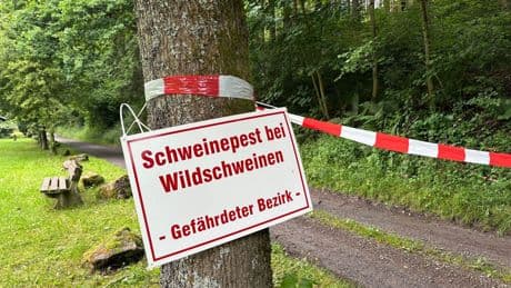 Tierkrankheiten: Schweinepest in NRW - Behörden beraten über Konsequenzen