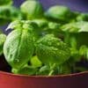 Comment conserver ses herbes aromatiques longtemps ? On vous répond