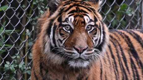 Mann in Indonesien von Sumatra-Tiger angegriffen und getötet
