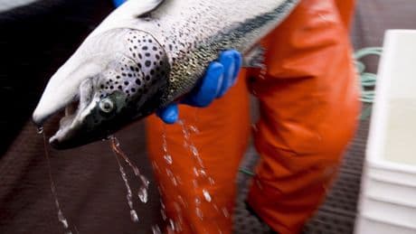 N.S. advocacy group takes aim at province’s bid to promote open-net fish farms