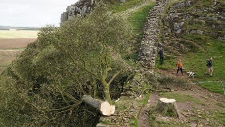 «Robin-Hood-Baum» gefällt: Täter müssen jahrelang in Haft