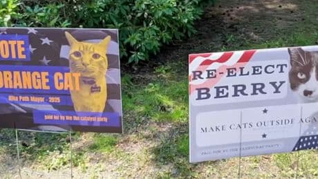 Claws are out in small town Massachusetts after a cat mayoral election race was hijacked by other animals