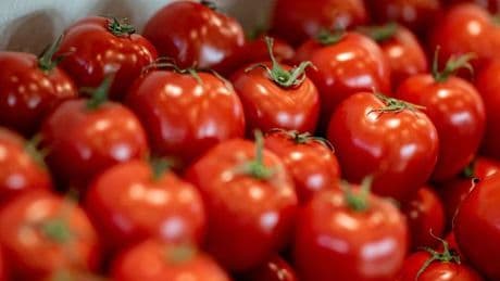 Ernährung: Verbrauch von Tomaten deutlich gesunken