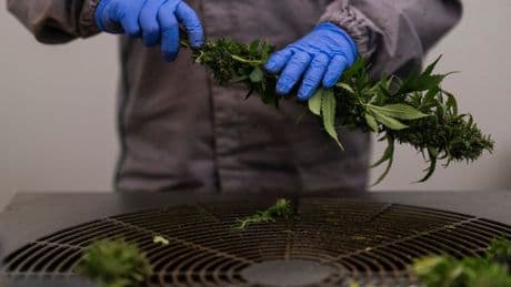 BrewDog co-founder plans cannabis market dominance in new venture