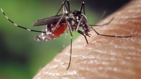 Non solo West Nile, ora spunta pure un caso sospetto di chikungunya in Lombardia