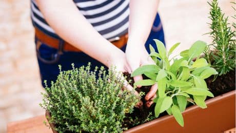 Frisches Grün: Kräuter anpflanzen: So gelingt die Aufzucht auf Balkon und Fensterbank