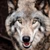 Provincie Utrecht geeft vergunning af om ‘probleemwolf’ Bram te doden, Faunabescherming in beroep