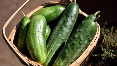 Frische Gurken vom Balkon: Die besten Tipps für eine üppige Ernte
