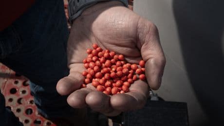 US soybean exports may fall 20% without China trade deal, AgResource says