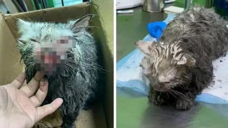 Elderly man arrested for 'abusing neighbour's cat until it was bloodied' and throwing it down drain