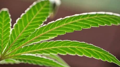 What would Trump’s reclassifying of cannabis mean?