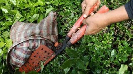 Rize'den yapılan çay ihracatı 5,5 milyon doları aştı