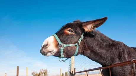 Burros bomberos, el arma secreta contra el fuego: "En las zonas en las que trabajamos con ellos, nunca hubo un incendio"