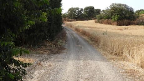 Reto visual: ¿Eres capaz de encontrar al conejito en menos de 30 segundos?
