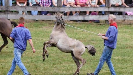 Tradition: Wildpferdefang bei Dülmen: 26 Junghengste gefangen