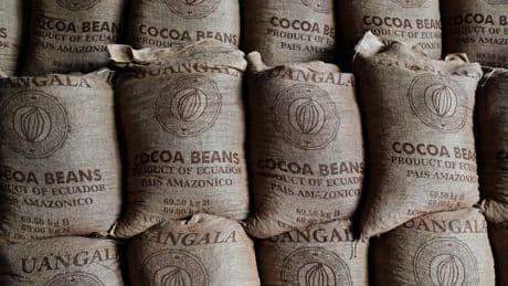 Les prix du cacao ont tellement augmenté qu'en Équateur il rapporte plus désormais que les mines d'or et d'argent