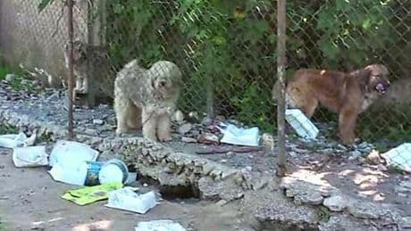 Roccavignale, adotta un cane. Ma se ne ritrova sei. “Cento euro per chi li vorrà”