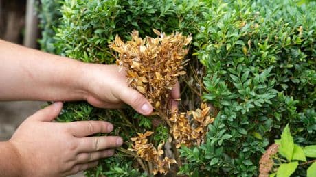 Kraut & Dübel: Substral Zünslerfrei (Spritzpulver) für 7 statt 14 Euro: Top Garten Angebote am Dienstag