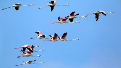 The tiny French peninsula where you can spot pink flamingos in the wild – and there are barely any tourists