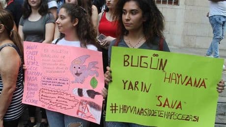 Sivas'ta yavru bir köpek şiddete maruz bırakıldı