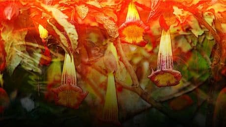 What is devil’s breath? The truth behind the notorious drug