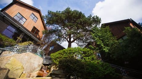 In Seattle, preserving trees while increasing housing supply is a climate solution