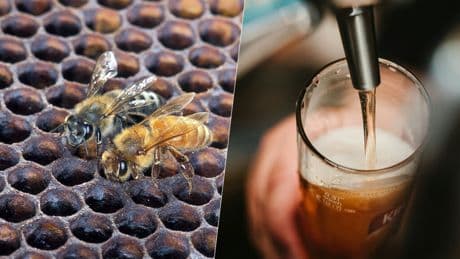 La última idea extrema en la fermentación de cerveza no tiene que ver con el alcohol. Tiene que ver con abejas asesinas