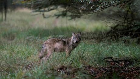 Onrust groeit na nieuwe aanval bij Austerlitz: ’Waardeloos, weg met die wolf!’