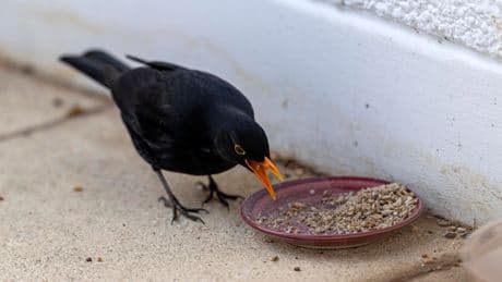 Häufiger Fehler im Garten: Wann Sie besser kein Vogelfutter streuen sollten