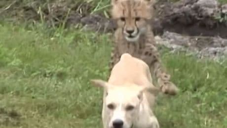 Video - Sie haben sich zum Fressen gern